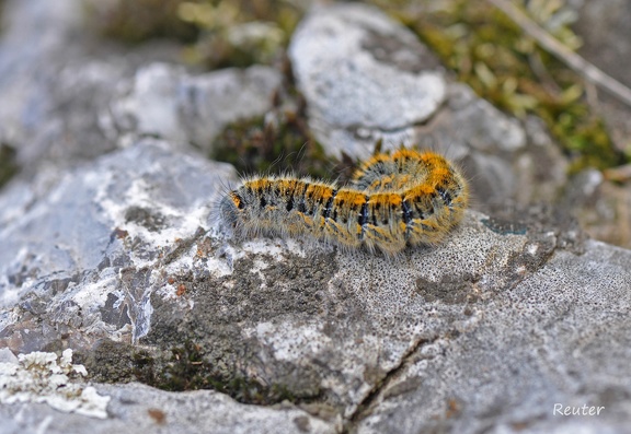 Kleespinner (Lasiocampa trifolii)